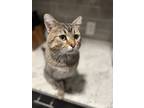 Adopt Bubbles a Brown Tabby Domestic Shorthair / Mixed (short coat) cat in