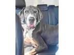 Adopt Freya / Loki a Great Dane / Mixed dog in Bullard, TX (41490474)