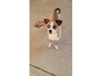 Adopt Ginny a Tricolor (Tan/Brown & Black & White) Chiweenie / Pug / Mixed dog