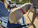 Adopt Kong a White Labrador Retriever / Mixed dog in Fort Worth, TX (41487415)