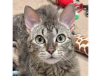 Adopt Nippersink a Brown Tabby Domestic Shorthair (short coat) cat in Crystal