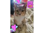 Adopt Sandy a Gray, Blue or Silver Tabby Domestic Shorthair / Mixed (short coat)