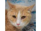 Adopt Mister Kitty a Tan or Fawn Tabby Domestic Shorthair / Mixed (short coat)