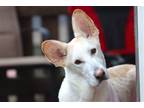 Adopt Hera a White German Shepherd Dog / Mixed dog in Hoffman Estates