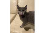 Adopt No name a Gray or Blue Bombay / Mixed (medium coat) cat in Stockton