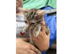 Adopt Tom a Tan or Fawn Tabby Tabby / Mixed (short coat) cat in West Covina