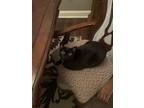Adopt Draco a Black (Mostly) Bombay / Mixed (short coat) cat in Jonesboro