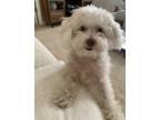 Adopt Milo a White - with Brown or Chocolate Maltipoo / Poodle (Miniature) /
