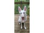 Adopt Klove a White German Shepherd Dog / Mixed dog in Hoffman Estates