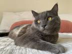 Adopt Mr. Pickles a Gray or Blue American Shorthair / Mixed (short coat) cat in