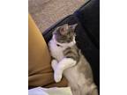 Adopt Cloud a Gray or Blue (Mostly) American Shorthair (short coat) cat in