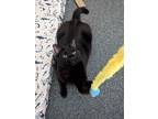 Adopt Sadie a Black (Mostly) Domestic Shorthair / Mixed (short coat) cat in