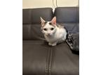 Adopt Smeagol a White (Mostly) Domestic Shorthair / Mixed (short coat) cat in