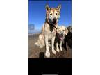 Adopt Dozer a White Husky / Mixed dog in San Francisco, CA (41494335)