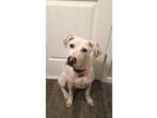 Adopt Ruger a White American Pit Bull Terrier / Mixed dog in Hendersonville