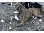Adopt bandit a Gray/Blue/Silver/Salt & Pepper American Pit Bull Terrier / Mixed