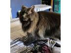 Adopt Elena a Gray or Blue Domestic Longhair / Mixed (long coat) cat in