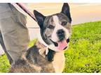 Adopt Wolfie a Brindle - with White Akita / Mixed Breed (Large) / Mixed dog in