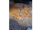 Adopt Chester a Orange or Red Tabby / Mixed (short coat) cat in Allen