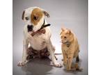 Adopt Colin a White - with Tan, Yellow or Fawn Pit Bull Terrier / Mixed dog in