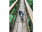 Adopt Darla a Black - with White Border Collie / Mixed dog in Tillamook