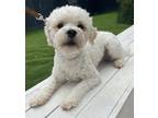 Adopt Richie a White - with Tan, Yellow or Fawn Miniature Poodle / Bichon Frise