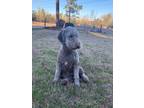 Adopt Jameson a Brown/Chocolate - with White Labradoodle / Mixed dog in