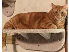 Adopt Garfield & Pookie a Orange or Red Tabby American Shorthair / Mixed (short