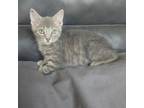 Adopt Misty May a Domestic Short Hair