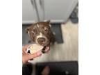 Adopt Nala a Brown/Chocolate - with White American Pit Bull Terrier / Husky /