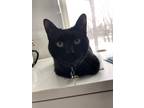 Adopt Boba a Black (Mostly) American Shorthair / Mixed (short coat) cat in