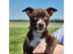 Adopt Canopy a Mixed Breed