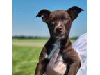 Adopt Riesling a Mixed Breed