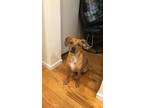 Adopt Doobie a Tan/Yellow/Fawn Beagle / Dachshund / Mixed dog in New York