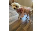Adopt Peaches a Tan/Yellow/Fawn Poodle (Toy or Tea Cup) / Mixed dog in Leander
