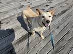 Adopt Soonja a White - with Tan, Yellow or Fawn Shiba Inu / Jindo / Mixed dog in