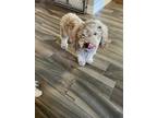 Adopt Samanoo a Brown/Chocolate Poodle (Toy or Tea Cup) / Mixed dog in Leander