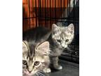Adopt Bob & Marley a Domestic Shorthair cat in Havertown, PA (41494178)