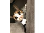 Adopt Miso a Calico or Dilute Calico Calico / Mixed (short coat) cat in Sterling