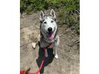 Adopt LILYPAD a Black Siberian Husky / Mixed dog in Tustin, CA (41478168)