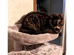 Adopt Gizmo (Gizzie) a Tortoiseshell Domestic Longhair / Mixed (long coat) cat