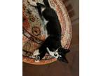 Adopt Oyo a Black & White or Tuxedo Domestic Shorthair / Mixed (short coat) cat