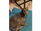 Adopt Miles a Brown/Chocolate Miniature Pinscher / Mixed dog in Albany