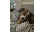 Adopt Duce a Tan/Yellow/Fawn - with White Beagle / Corgi / Mixed dog in Benson