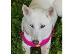 Adopt Lily a White - with Tan, Yellow or Fawn Husky / Mixed dog in Carrollton