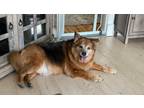 Adopt Maggie a Brindle Australian Shepherd / Chow Chow / Mixed dog in Dover