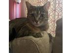 Adopt Sara a Brown Tabby American Shorthair / Mixed (short coat) cat in Silver