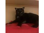 Adopt Emily a Black (Mostly) American Shorthair / Mixed (short coat) cat in
