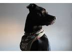 Adopt Luna a Black American Pit Bull Terrier / Mutt / Mixed dog in Torrance
