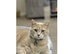 Adopt Casey a Orange or Red Tabby Tabby / Mixed (short coat) cat in Brandon